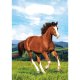 Sachet Cheval